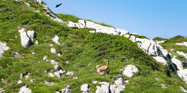 Faune des Pyrénées béarnaises, isard et vautour